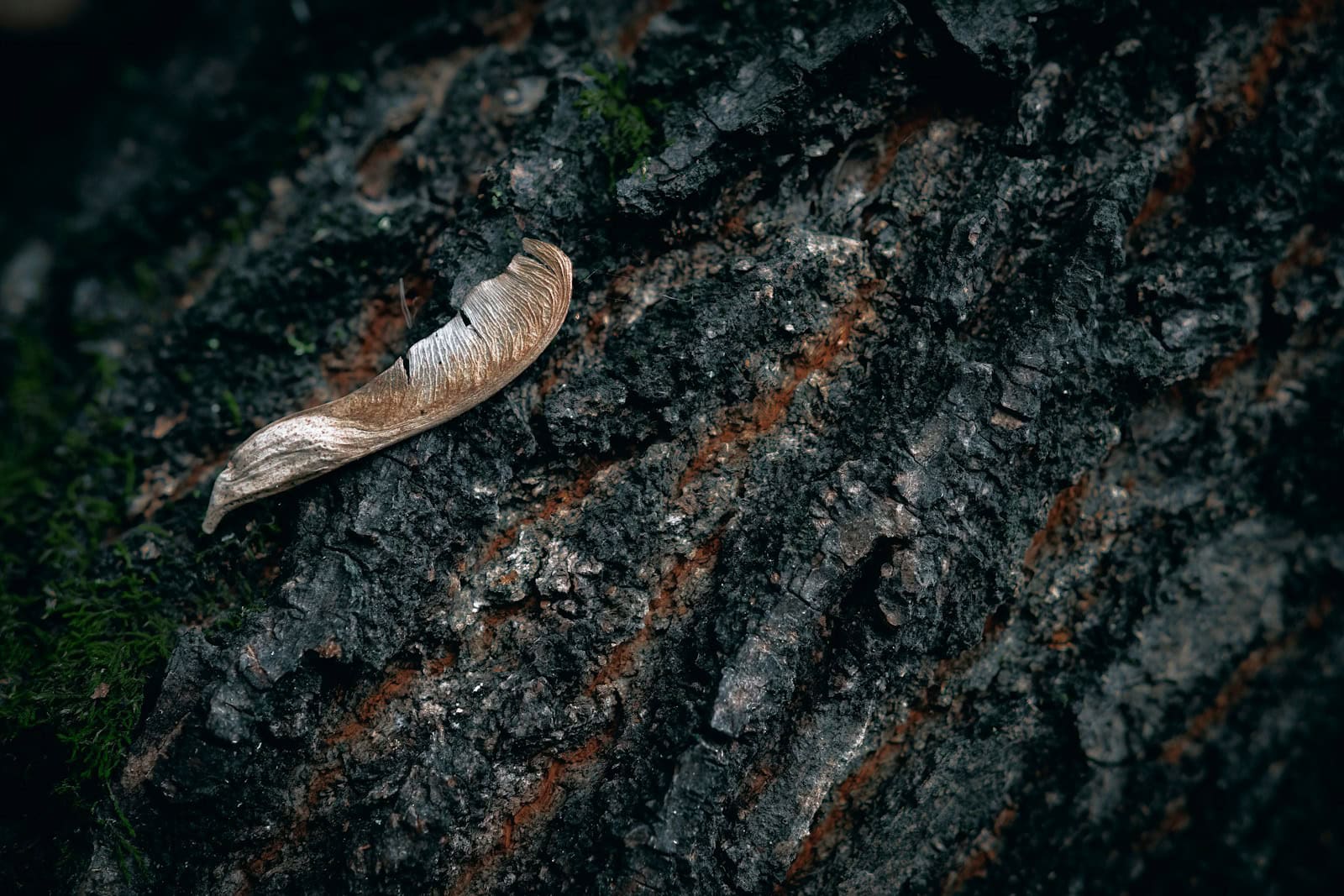 a leaf that is laying on a tree
