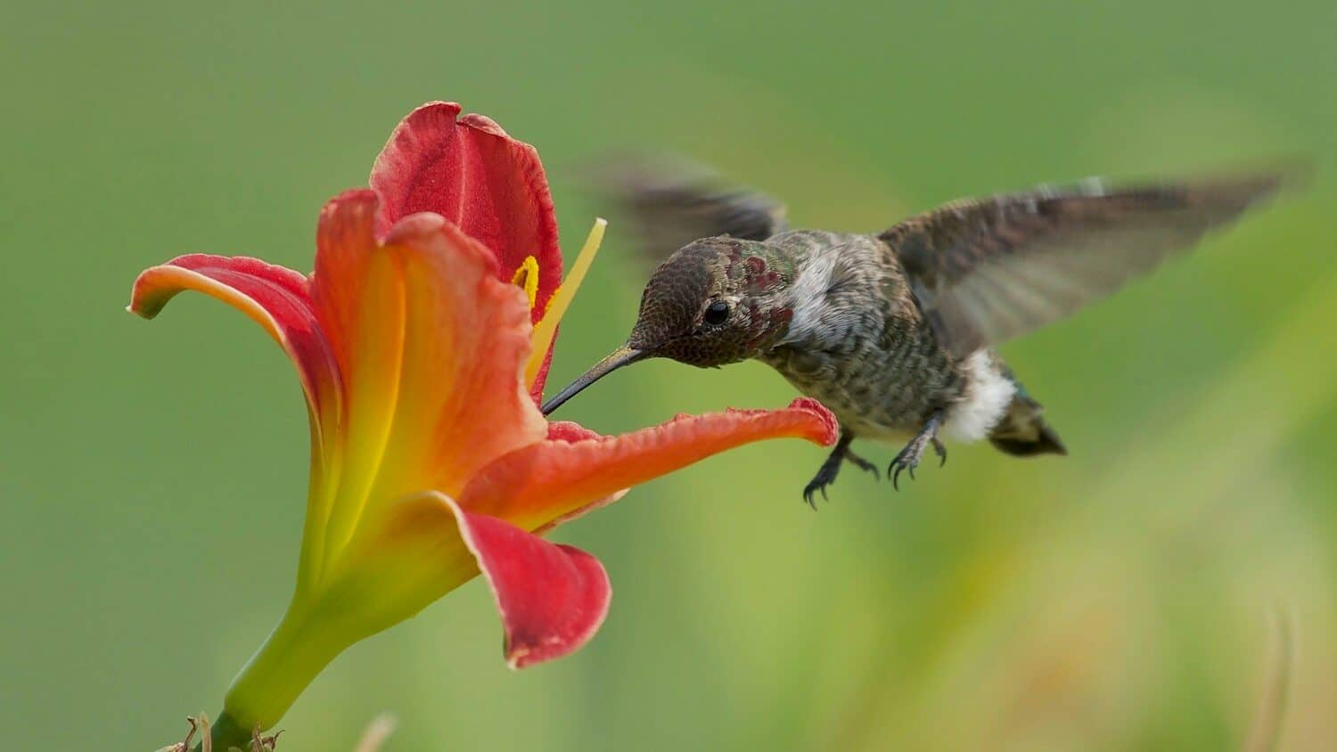 a hummingbird hovers over a red flower