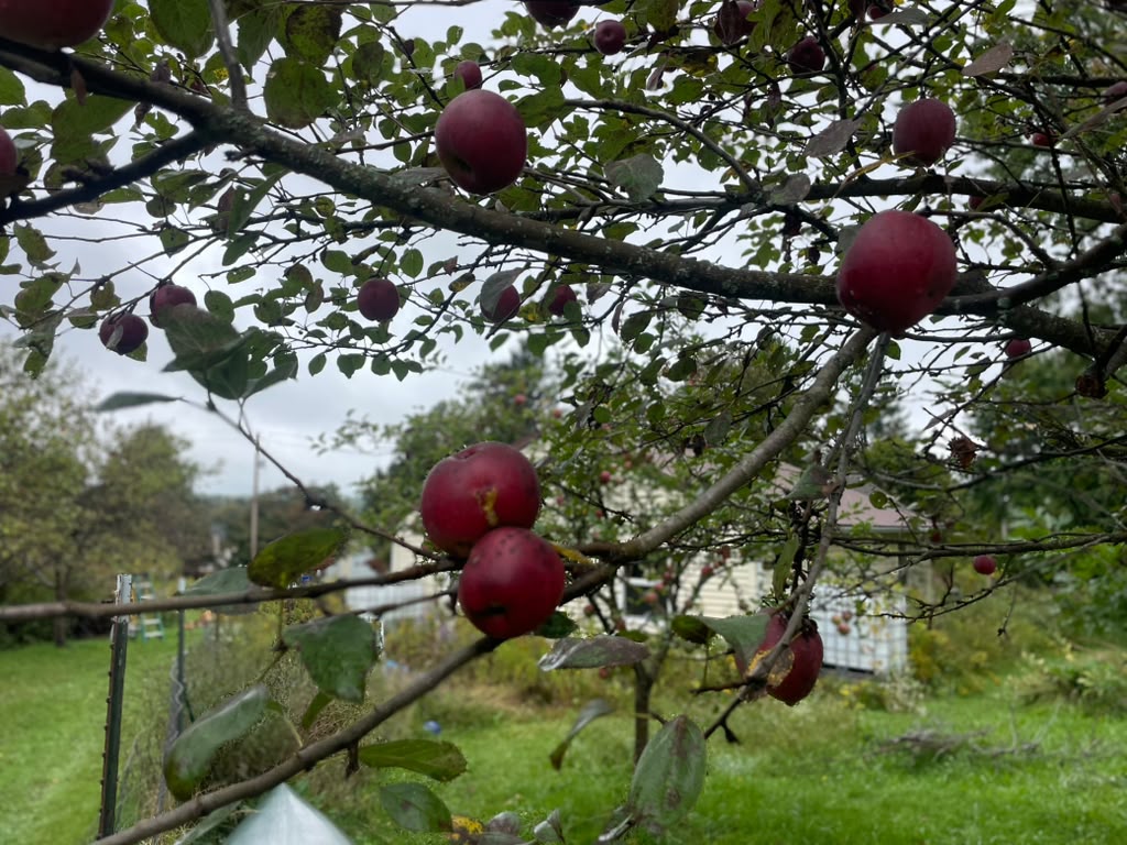 It’s a mast year for apples